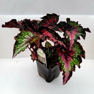 Jurassic™ Rex Begonia 'Watermelon' image 4