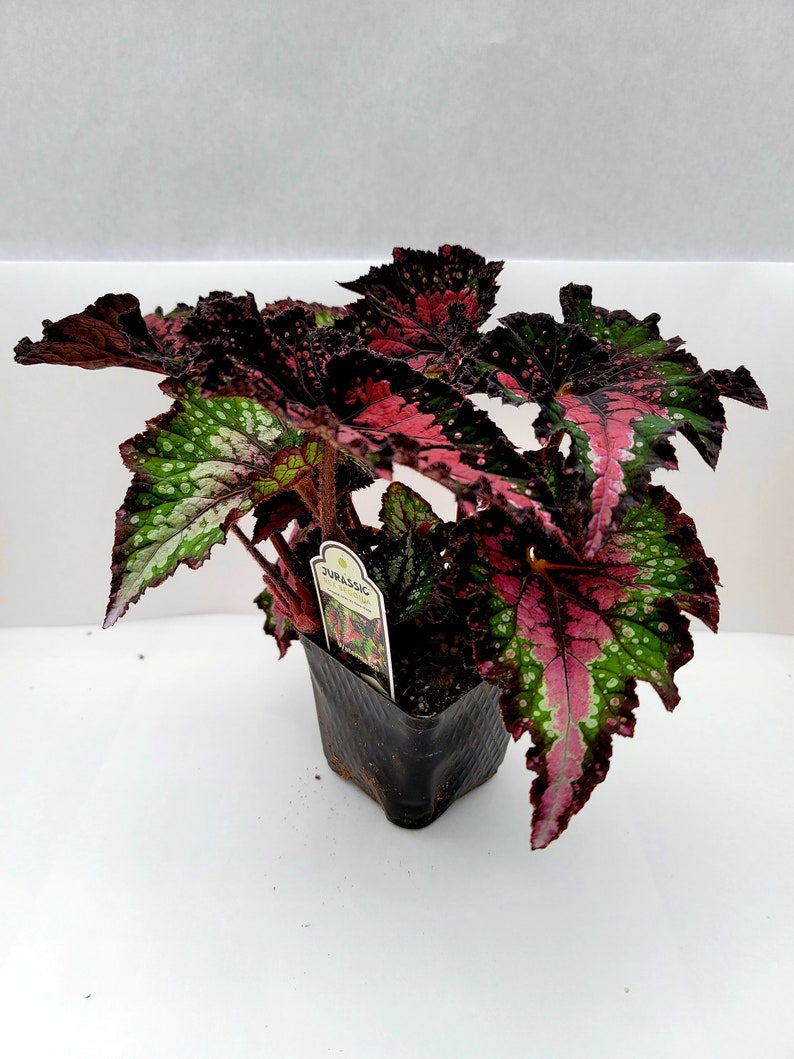 Jurassic™ Rex Begonia 'Watermelon' image 4