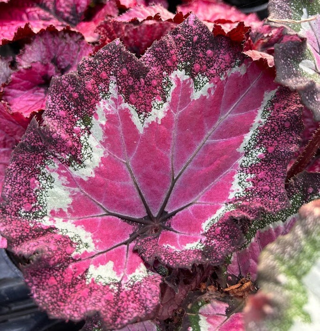 Rex Begonia 'festive Paisley Pink' - Etsy