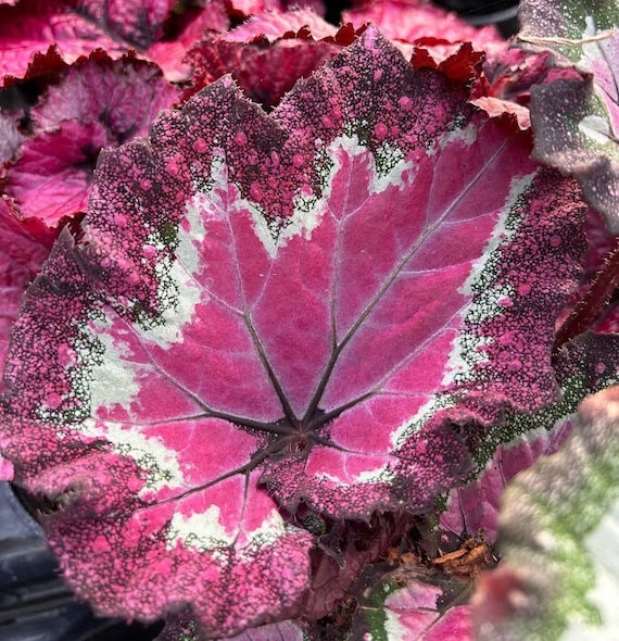 Rex Begonia 'festive Paisley Pink' - Etsy