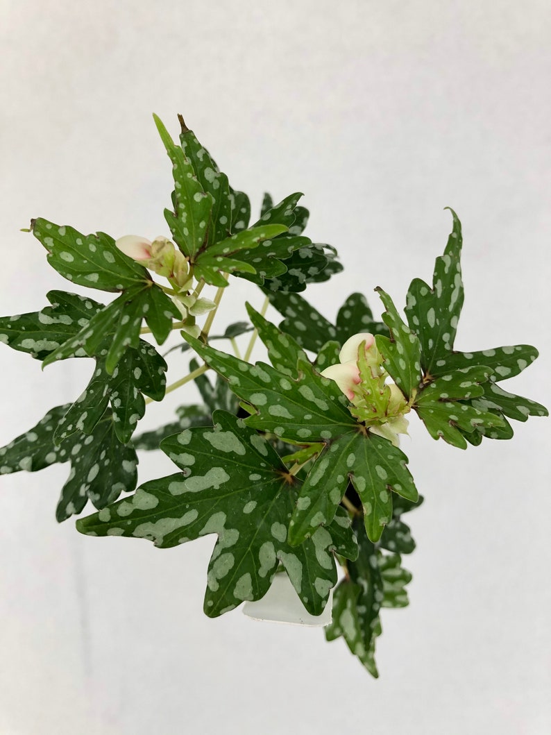 Glasgow Begonia Etsy