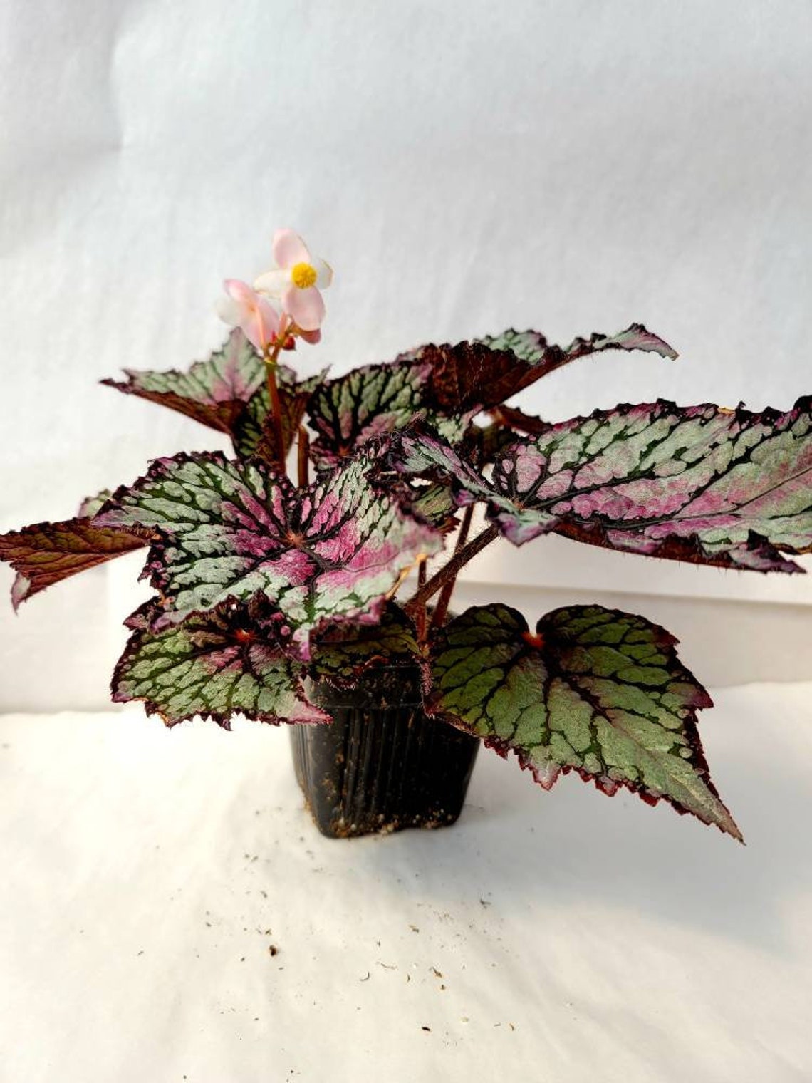 Jurassic™ Rex Begonia ‘green Streak’ | Etsy