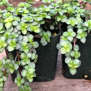 Pilea Glauca 'Baby Tears'