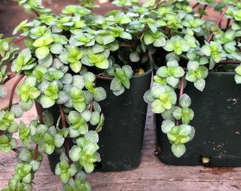 Pilea Glauca 'Baby Tears'