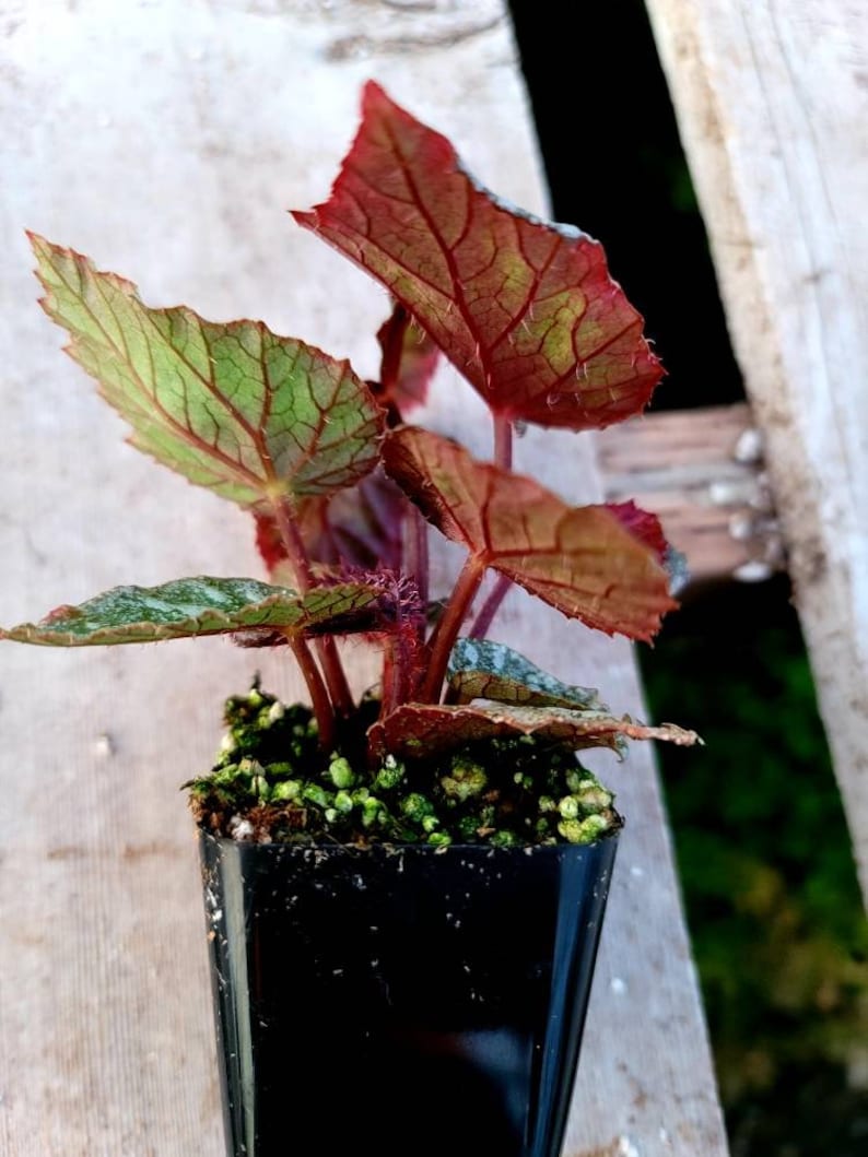 Rex Begonia 'shadow King Cool White' Etsy