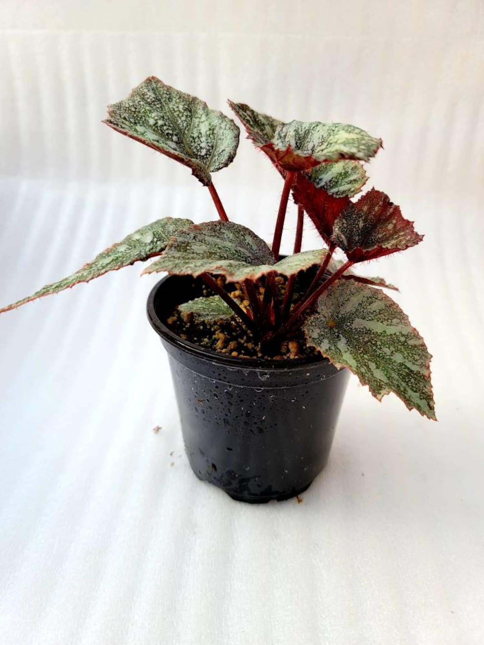 Rex Begonia 'shadow King Cool White' Etsy