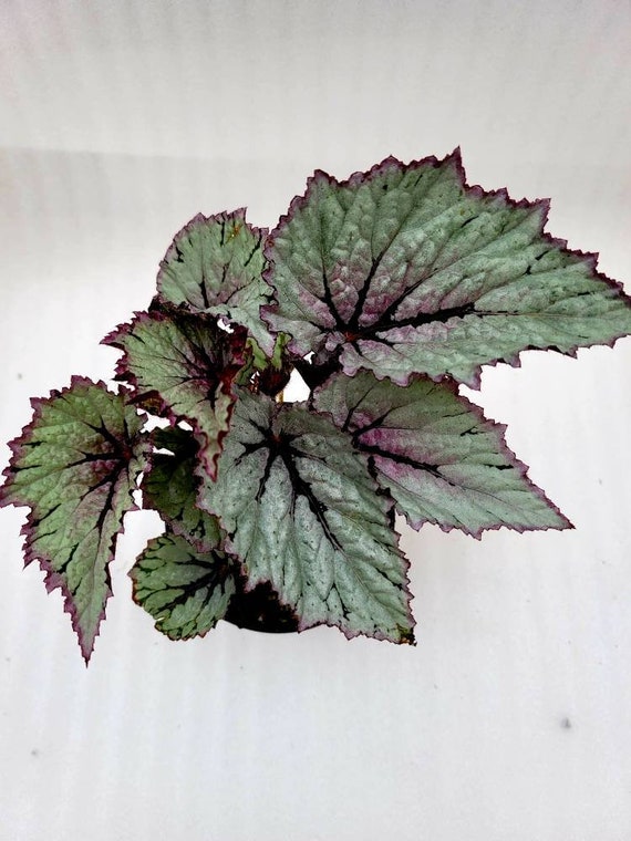 Rex Begonia 'Watercolor Crinkle" - BFF Exclusive