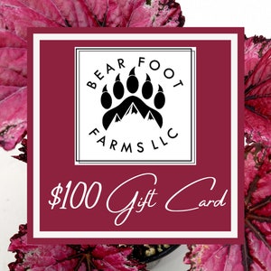 Gift Card Bear Foot Farms Gift Card Begonia Gift Card Plant Gift Card 100.00