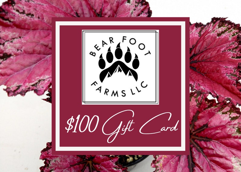 Gift Card Bear Foot Farms Gift Card Begonia Gift Card Plant Gift Card 100.00