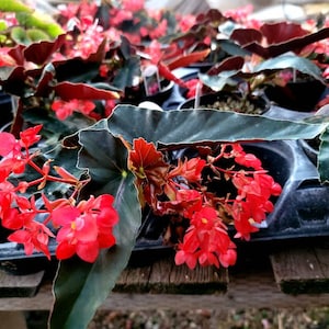 Angelwing Begonia 'Torch'