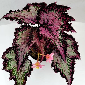 Jurassic™ Dino Rex Begonia 'Polka Dot'