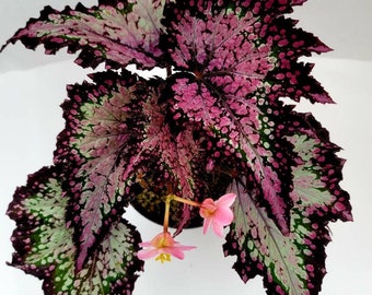 Jurassic™ Dino Rex Begonia 'Polka Dot'