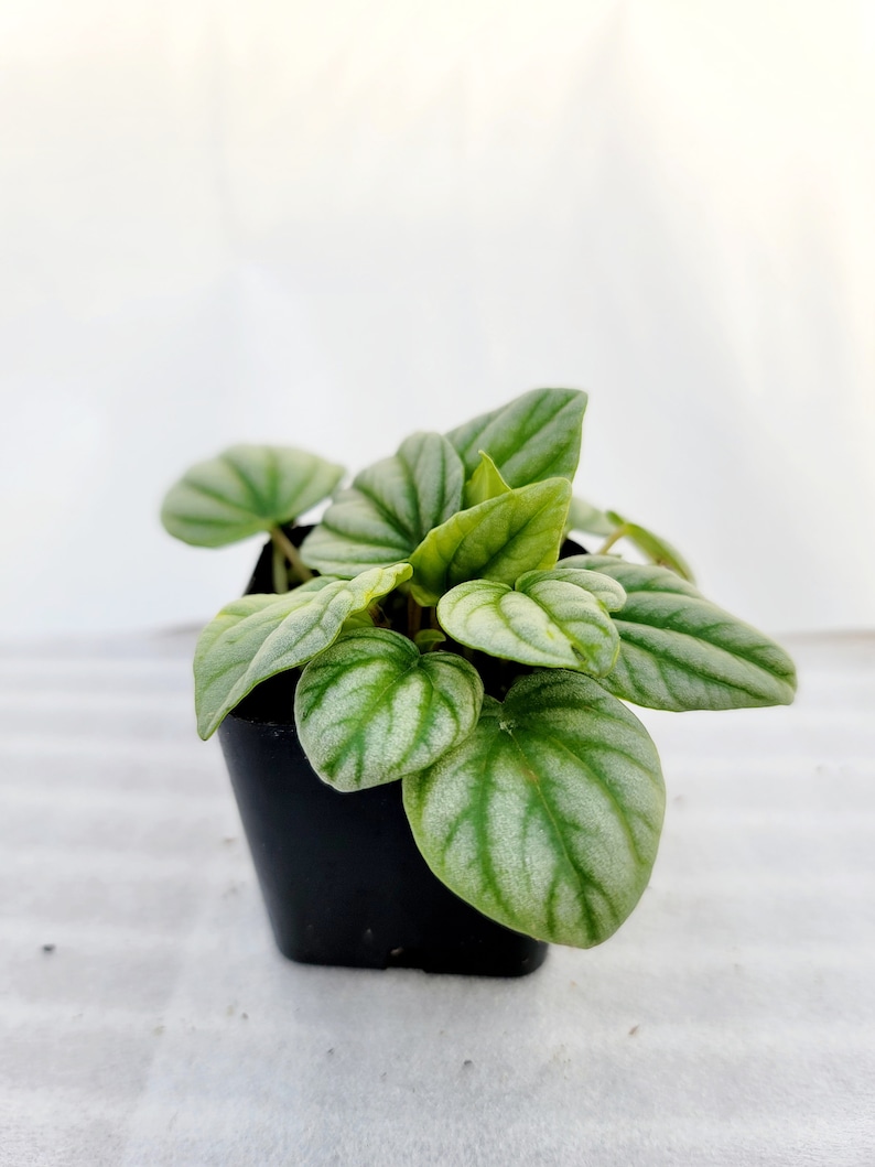 BearFootFarmsLLC Peperomia Frost - Thumbnail 2