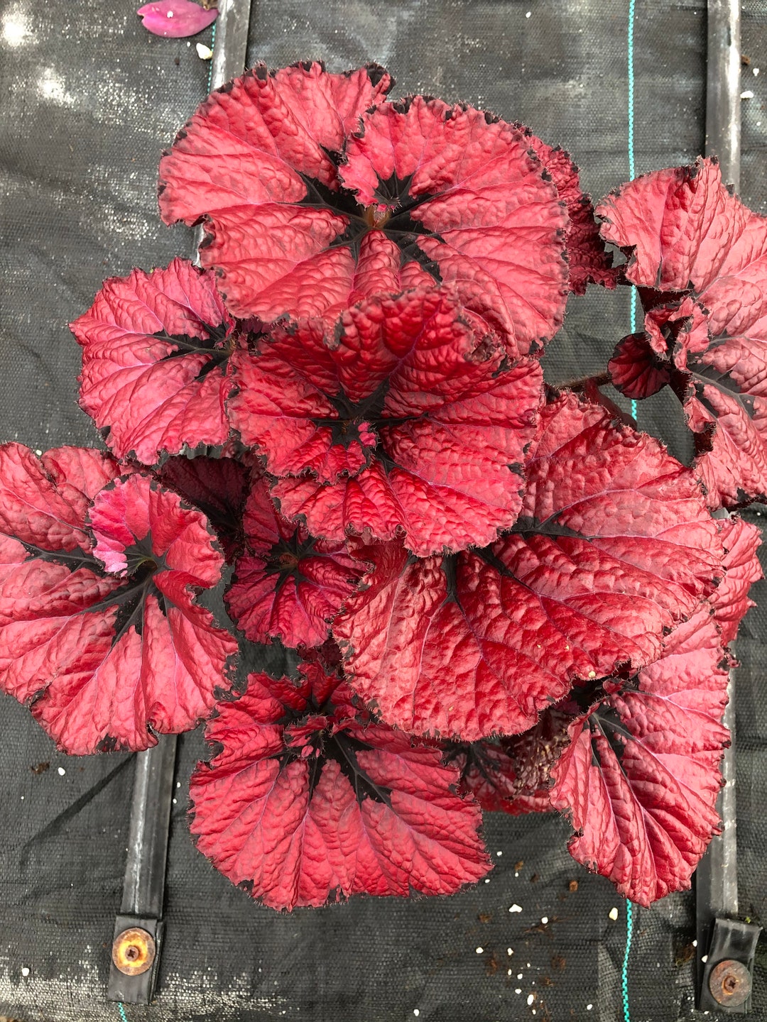 Jurassic™ Rex Begonia ‘heartbeat’ - Etsy