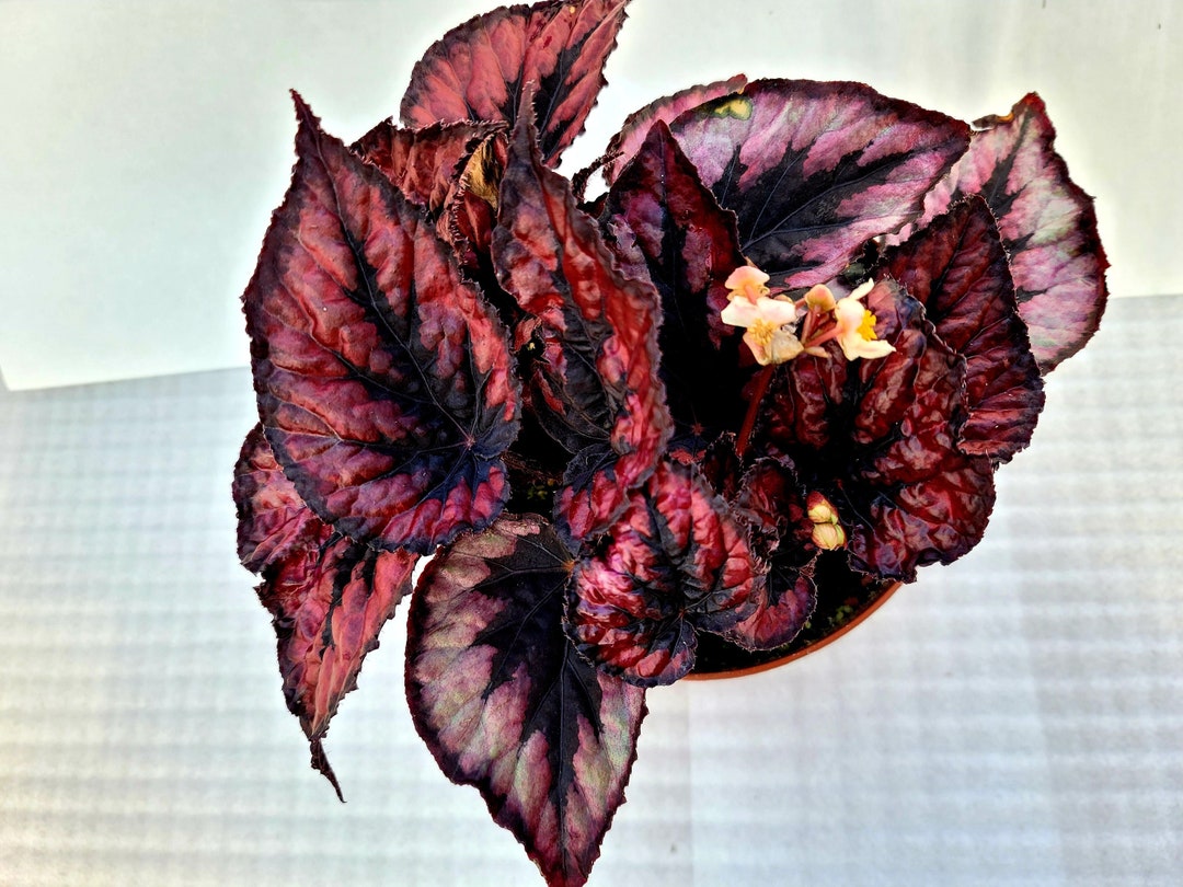 Jurassic™ Dino Rex Begonia ‘black Tie’ - Etsy