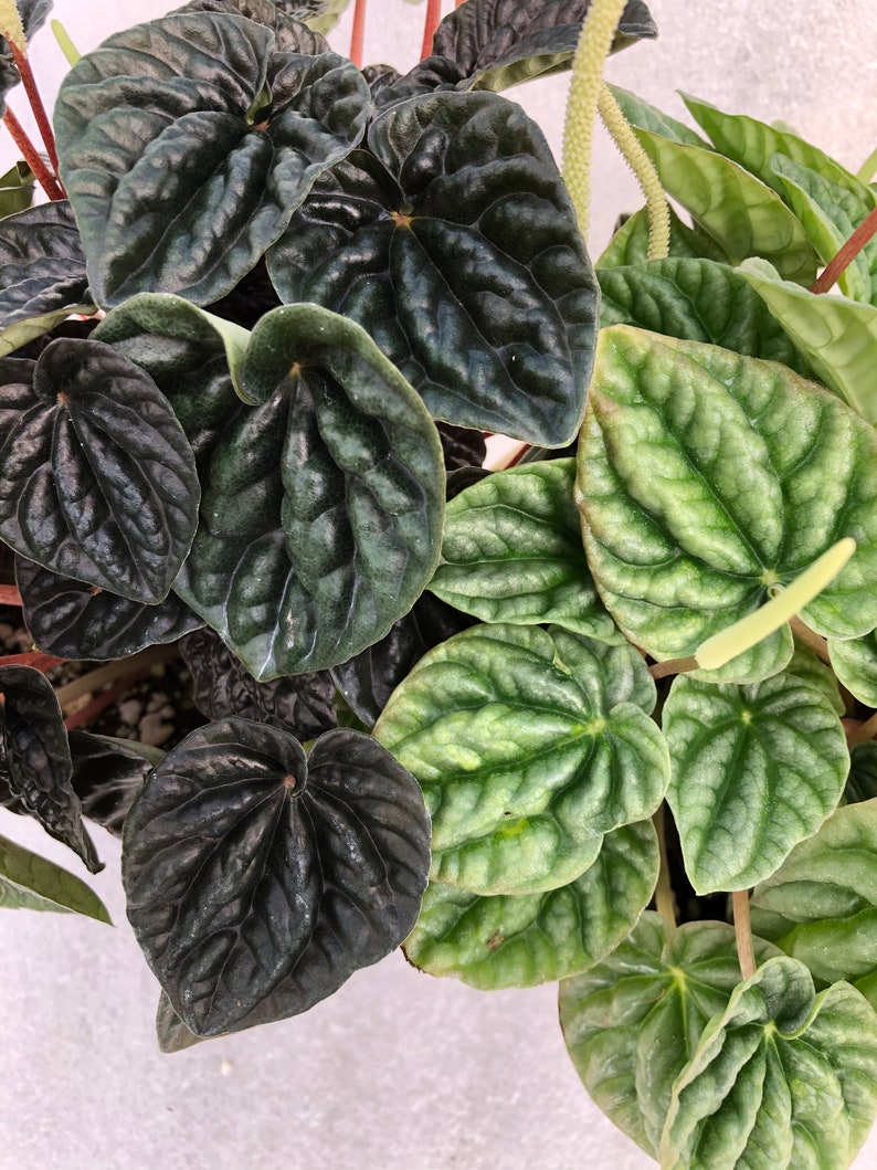 Peperomia 'Dark Ripple' image 5