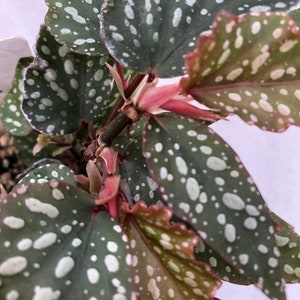 Angelwing Begonia 'Medora'