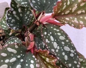 Angelwing Begonia 'Medora'