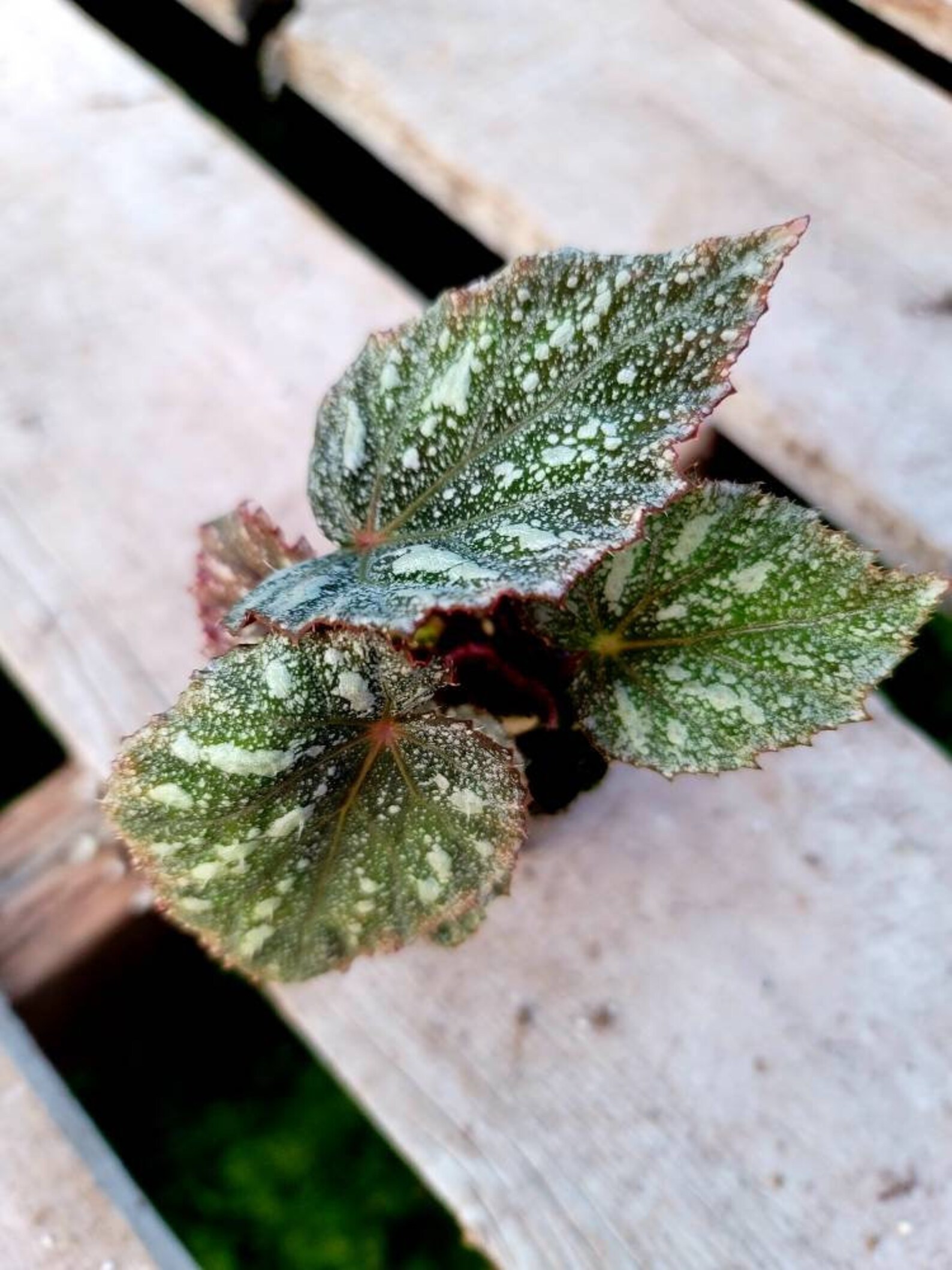 Rex Begonia 'shadow King Cool White' Etsy