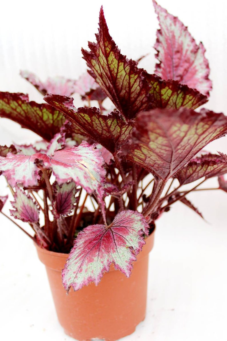 Jurassic™ Rex Begonia ‘red Splash’ - Etsy
