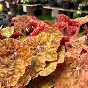 Rhizomatous Begonia 'Autumn' image 9