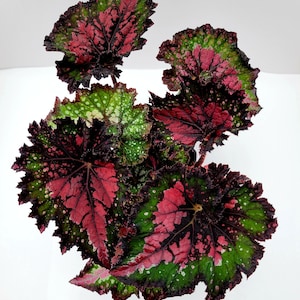 Jurassic™ Rex Begonia 'Watermelon' image 2