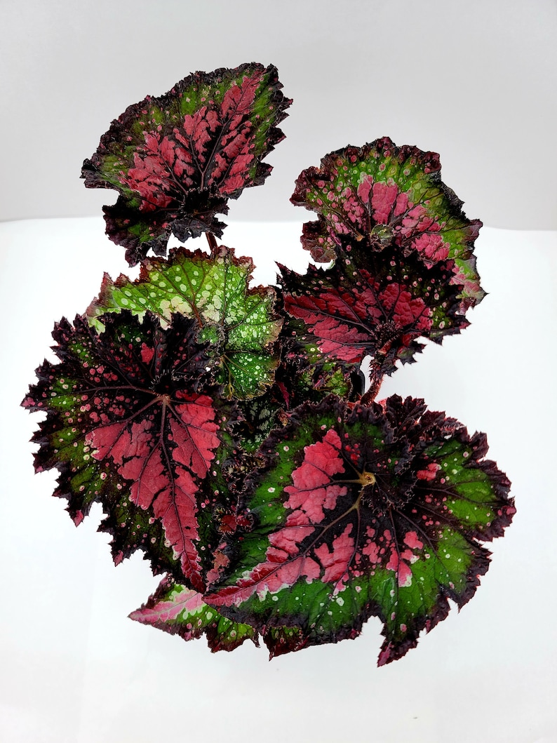 Jurassic™ Rex Begonia 'Watermelon' image 2