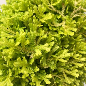 Club Moss 'Mounding'