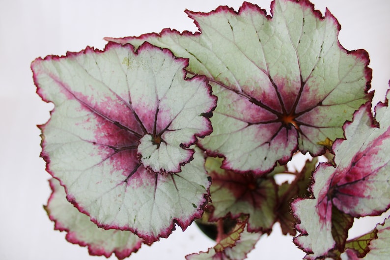 Rex Begonia 'Bleeding Heart' BFF Exclusive image 4