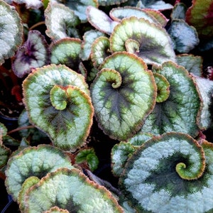 Rhizomatous Begonia 'Escargot'