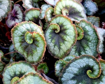 Rhizomatous Begonia 'Escargot'