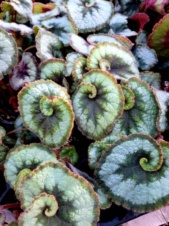 Rhizoмatous Begonia 'escargot' - Etsy