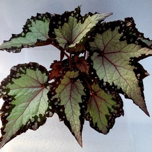 Rex Begonia 'Royal Crown'