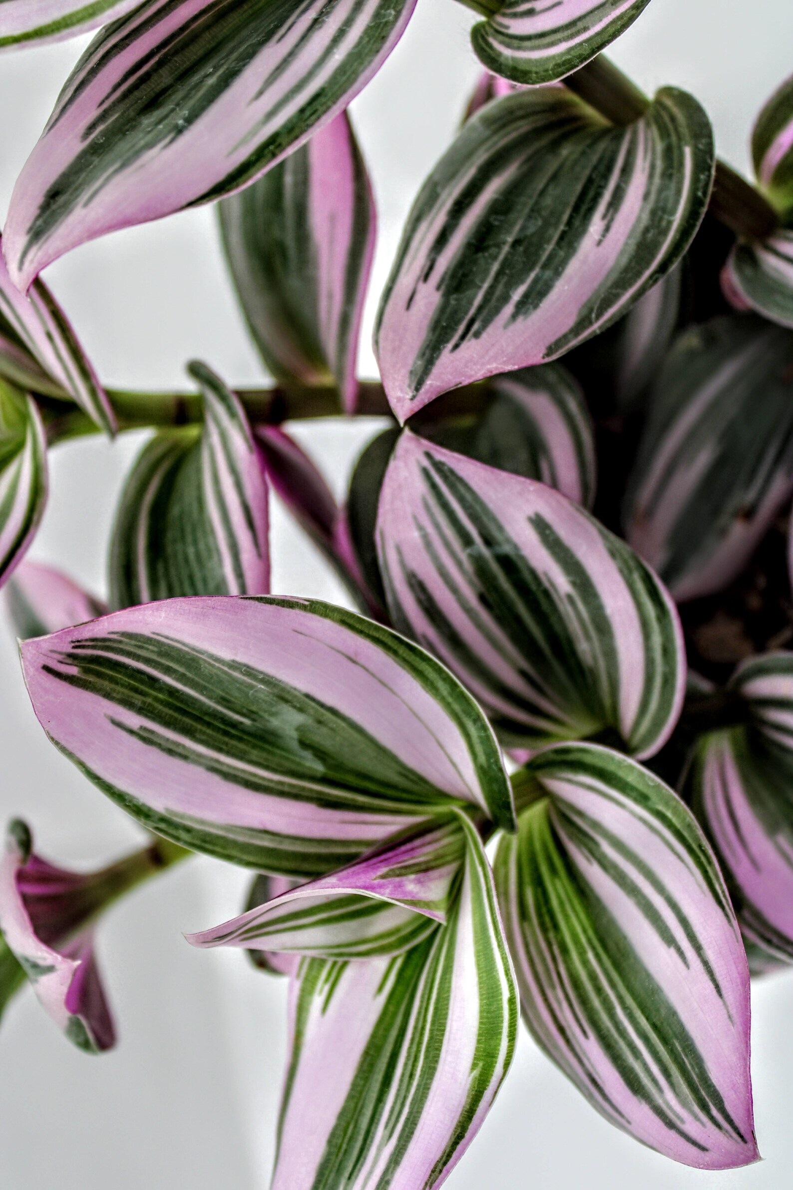 5+ Pink Spiderwort Plant Nanouk Pink Spiderwort - Etsy