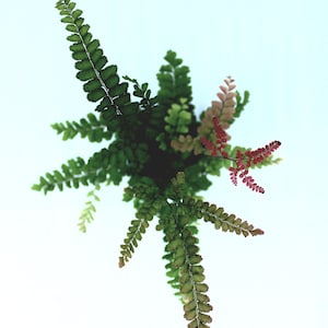 Rosy Maidenhair Fern Adiantum Hispidulum image 4