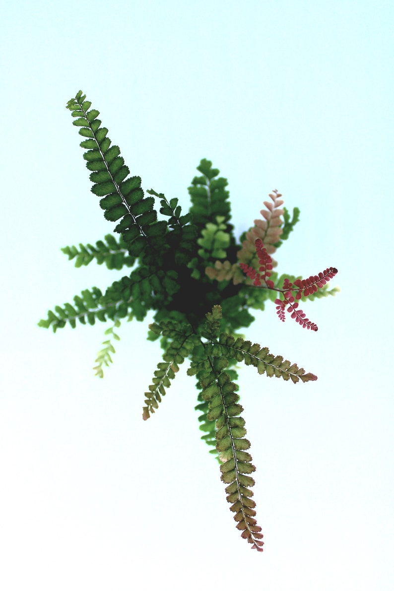 Rosy Maidenhair Fern Adiantum Hispidulum image 4