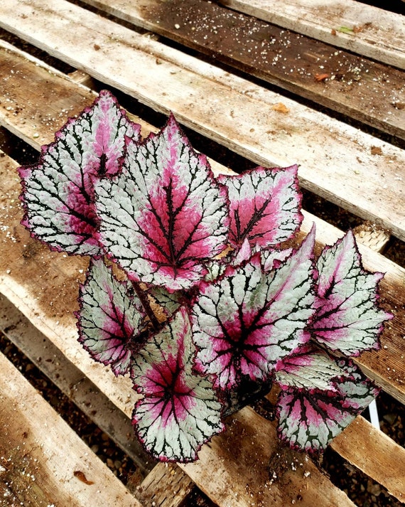 Jurassic™ Rex Begonia 'pink Splash' - Etsy Australia
