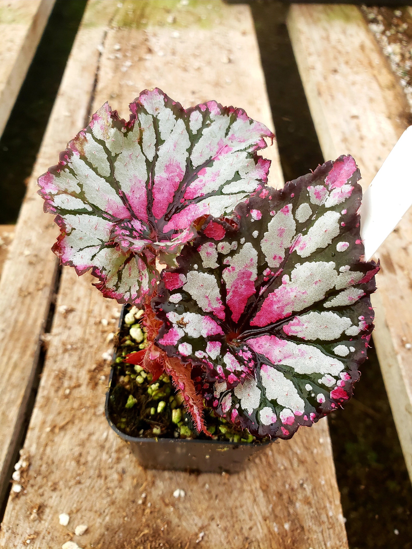 Jurassic Rex Begonia 'Pink Splash' Etsy