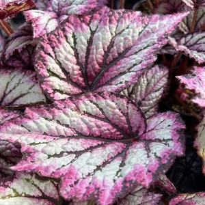 Rex Begonia 'Royal Merlot' image 4