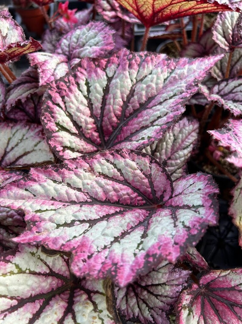 Rex Begonia 'Royal Merlot' image 4