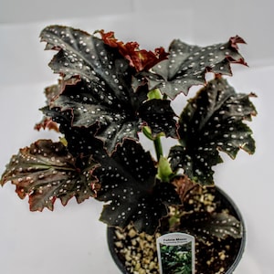 Angelwing Begonia 'Fannie Moser' image 8