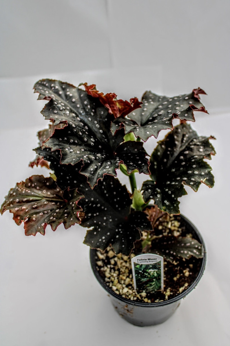 Angelwing Begonia 'Fannie Moser' image 8