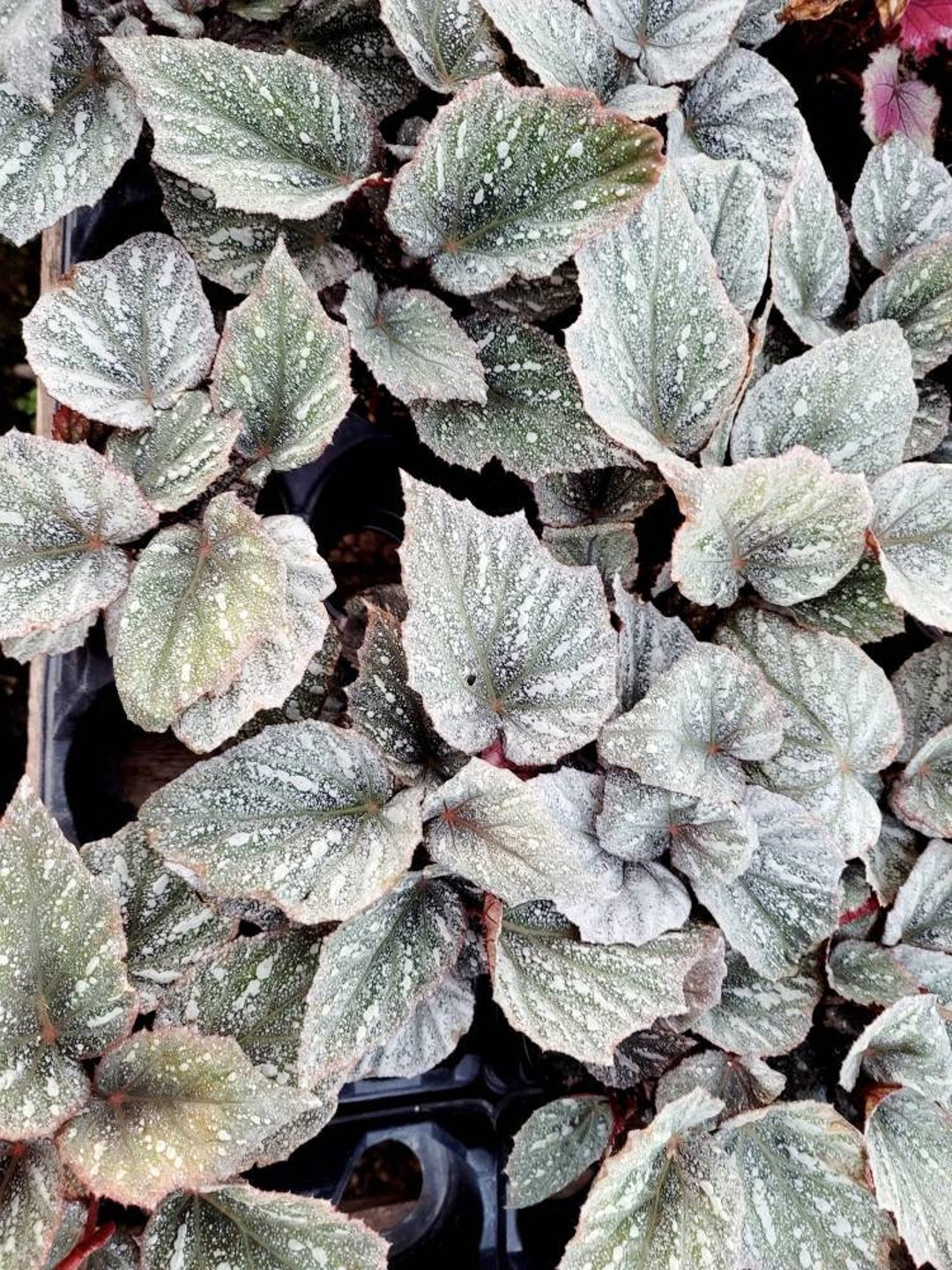 Rex Begonia 'shadow King Cool White' Etsy