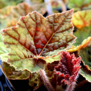 Rhizomatous Begonia 'Autumn' image 5