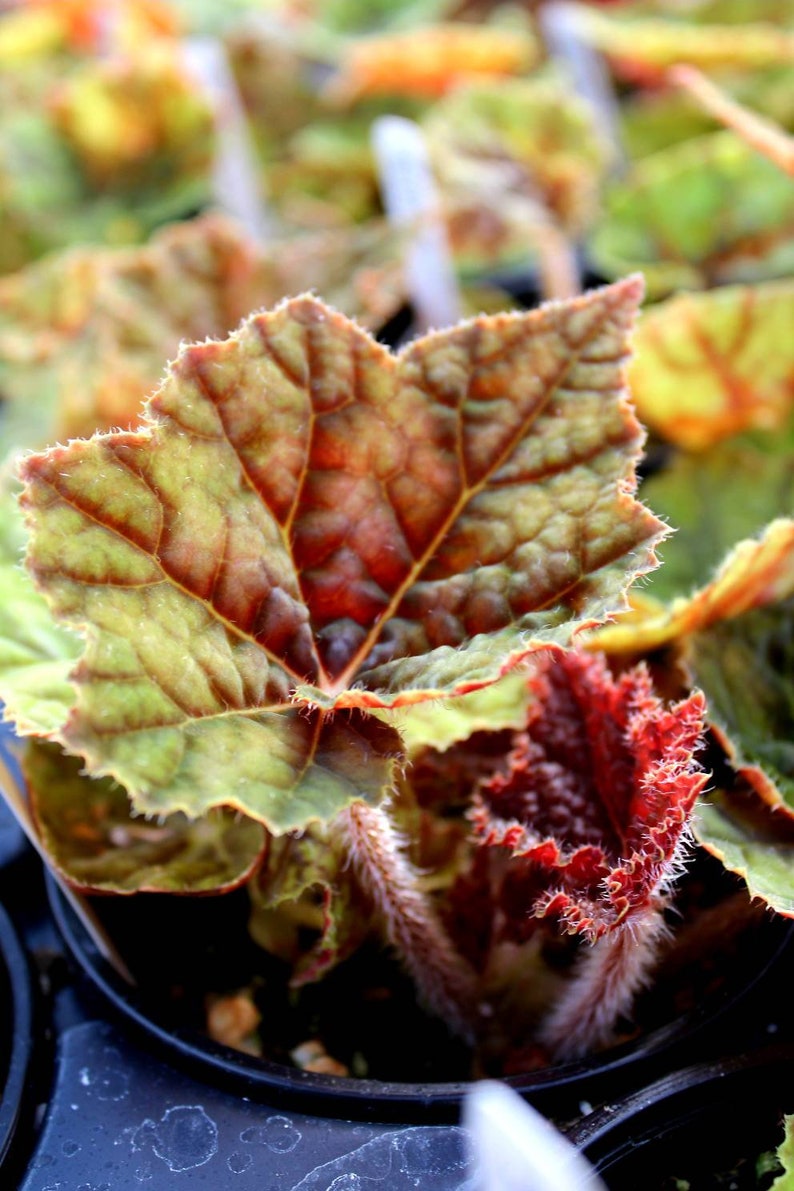 Rhizomatous Begonia 'Autumn' image 5