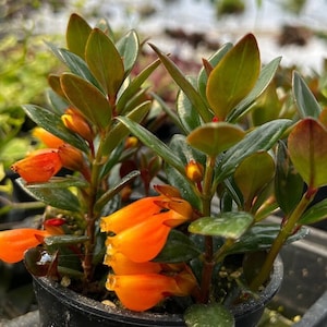 Nematanthis 'Goldfish Plant'