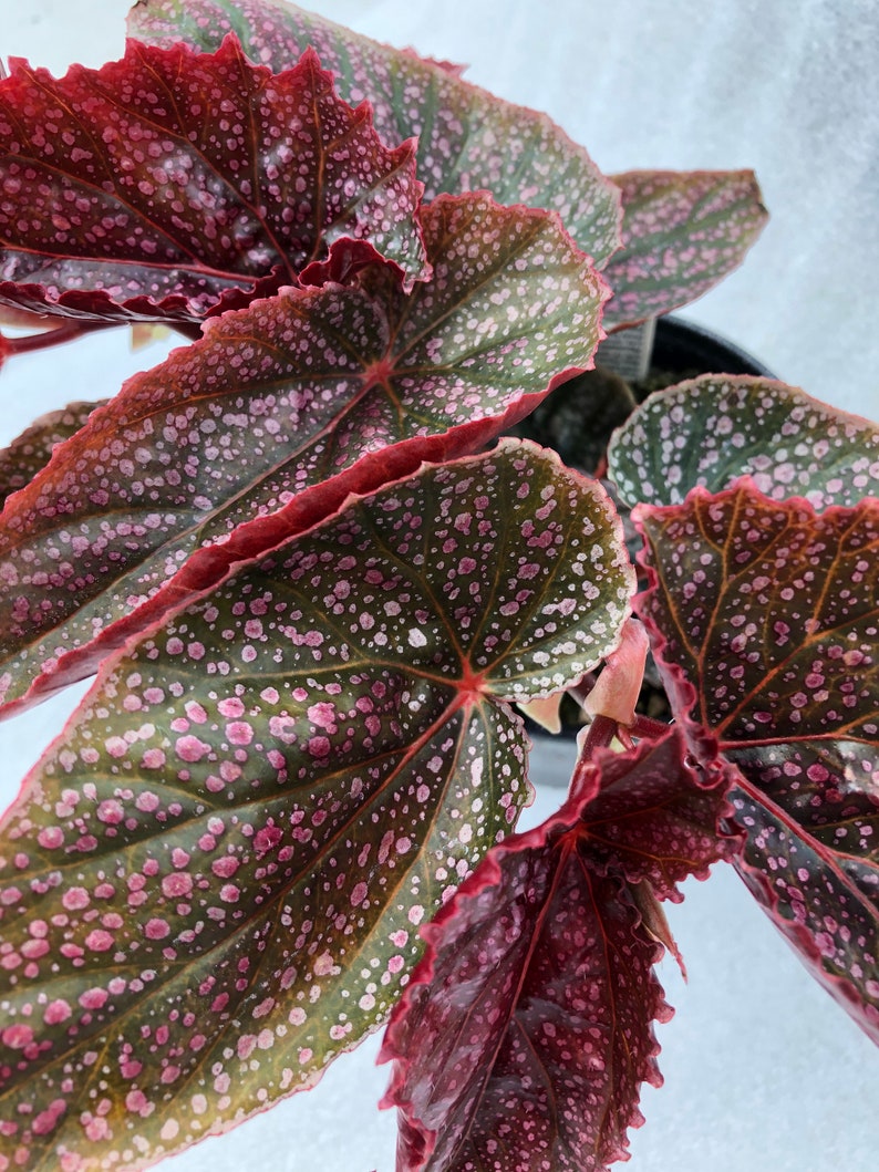 Angelwing Begonia ‘Pink Mink’ | Etsy