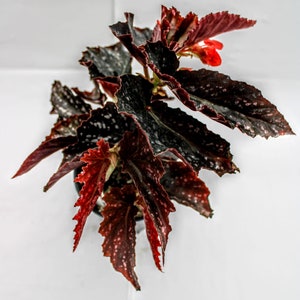 May include: A potted Begonia plant with dark burgundy leaves speckled with white spots and red edges. A small red flower is visible among the foliage. The plant is set against a white background.