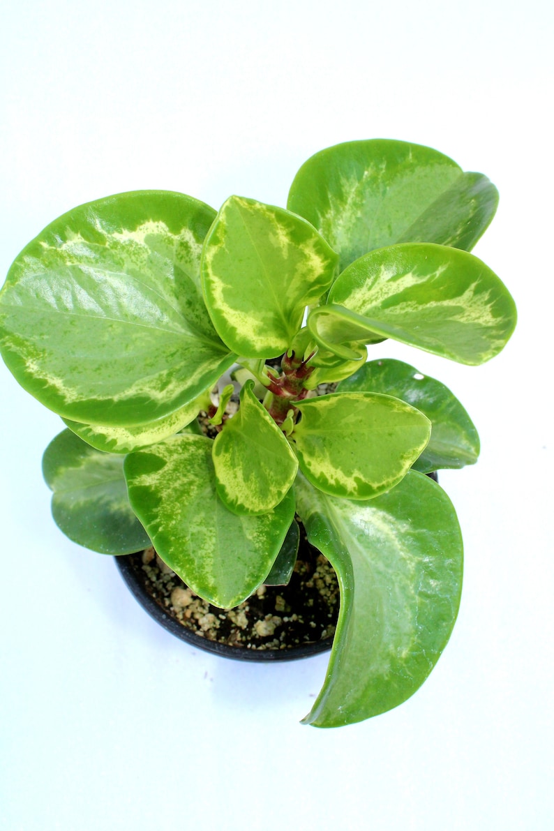 BearFootFarmsLLC Rubber Tree - Thumbnail 3