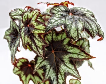 Begonia 'Little Brother Montgomery'